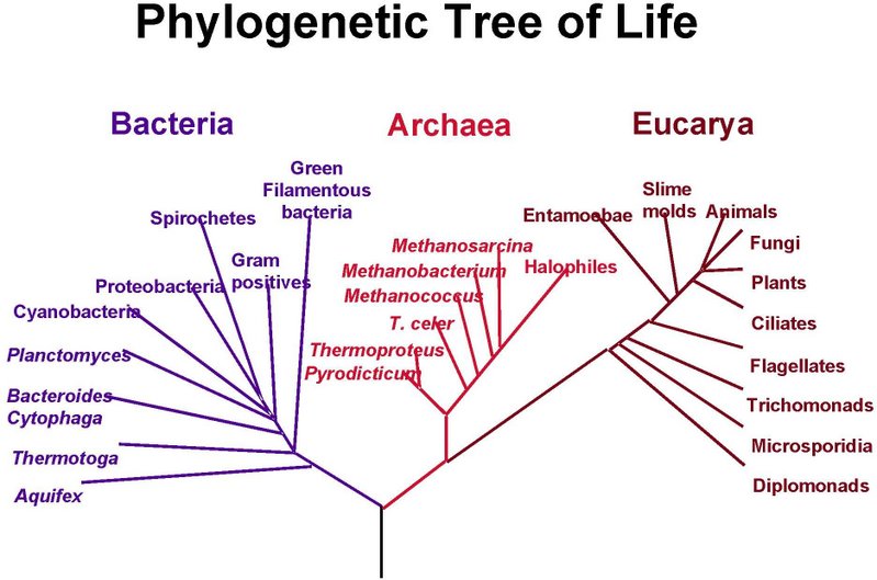 Phylogenetic tree