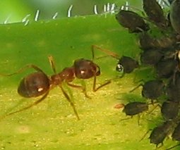 Ant and aphids