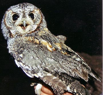 Flammulated owl