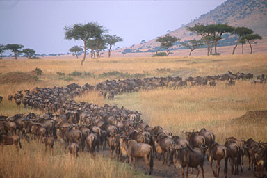 wildebeest
          migration